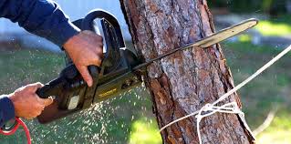 How Our Tree Care Process Works  in  Oak Park, CA