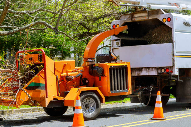 Trusted Oak Park, CA Tree Services Experts